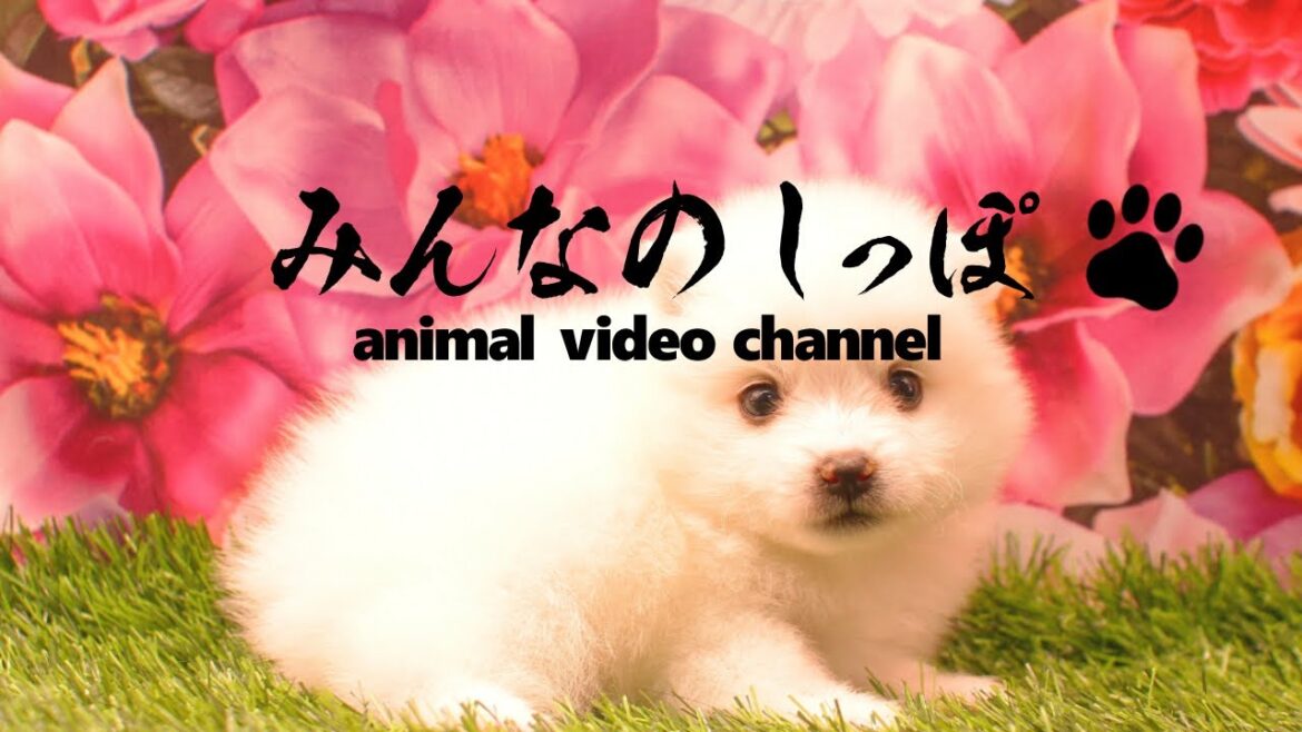 みんなのしっぽ＃7 子犬動画【日本スピッツ】（ Best Dog Videos - Japanese Spitz ）