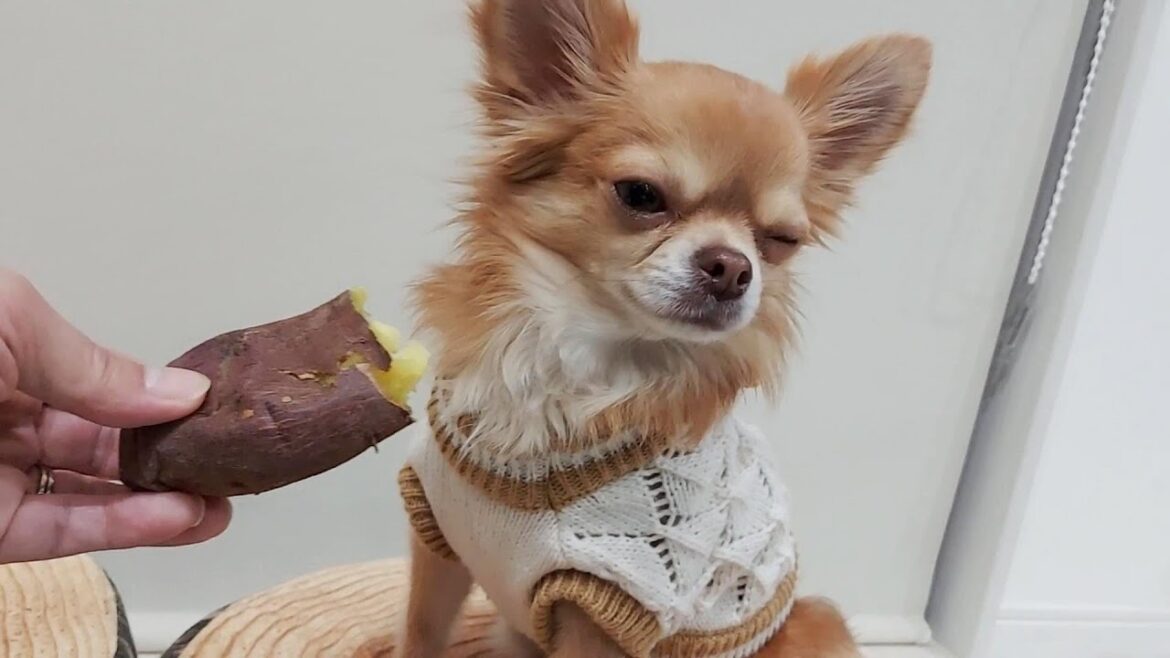 生まれて初めてサツマイモを見たチワワの反応がこちらです