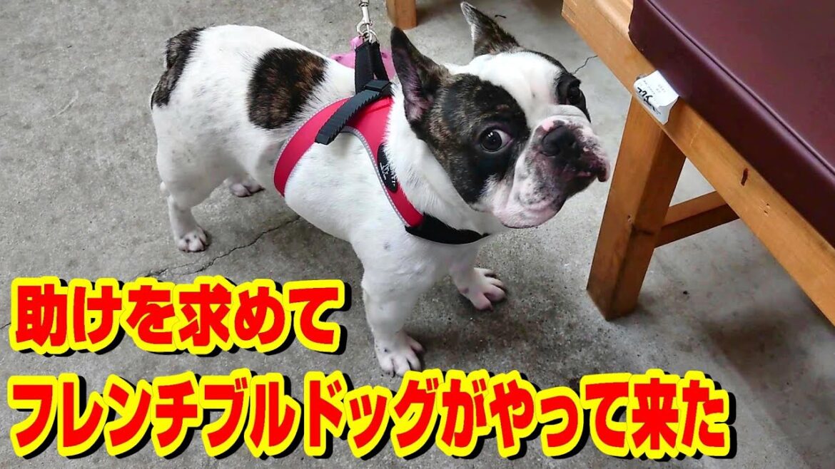 我が家に 助けを求めてフレンチブルドッグがやって来た！ 「癌だ」と聞かされたときの飼い主の反応は････？　悪性腫瘍ガンの宣告を受けたフレンチブルドッグの闘病生活『ぶーちゃん日記』