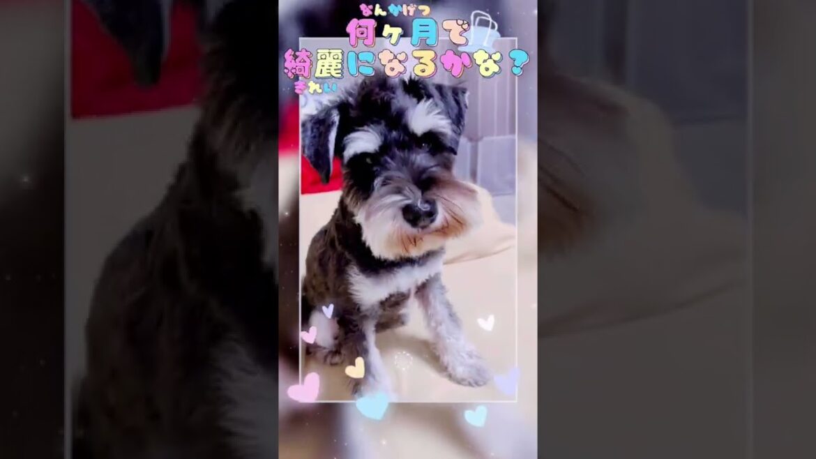 【ケア】涙やけ髭やけ！撃退したい！ミニチュアシュナウザー