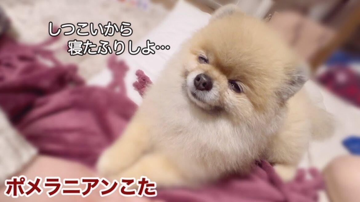 寝たふりを決め込もうとする極小ポメラニアン