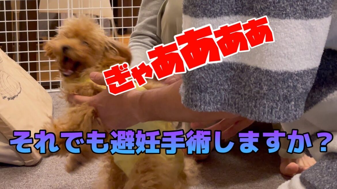 【壮絶！大号泣】避妊手術後の過酷なリアル 生後7ヵ月愛犬のトイプードル