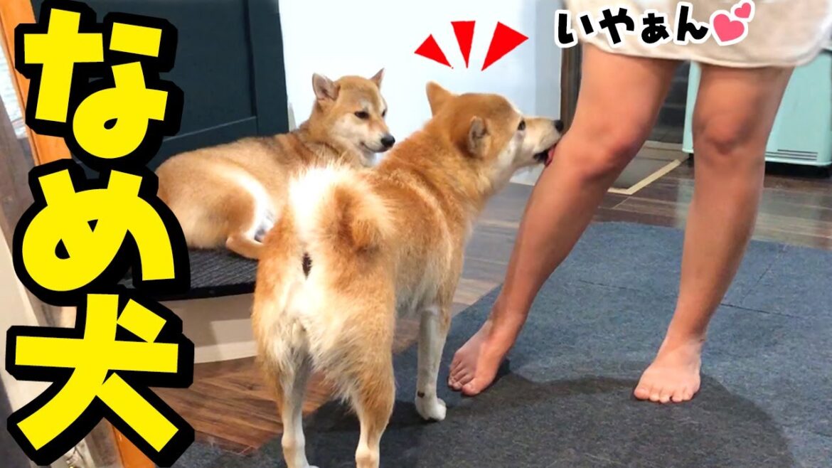 風呂上りのママの足を舐めちぎる柴犬 風呂上りのママの足を舐めちぎる柴犬