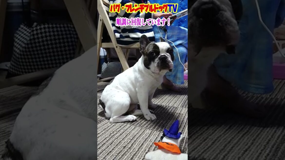 順調です！　悪性腫瘍（ガン）の宣告を受けたフレンチブルドッグの闘病生活『ぶーちゃん日記』