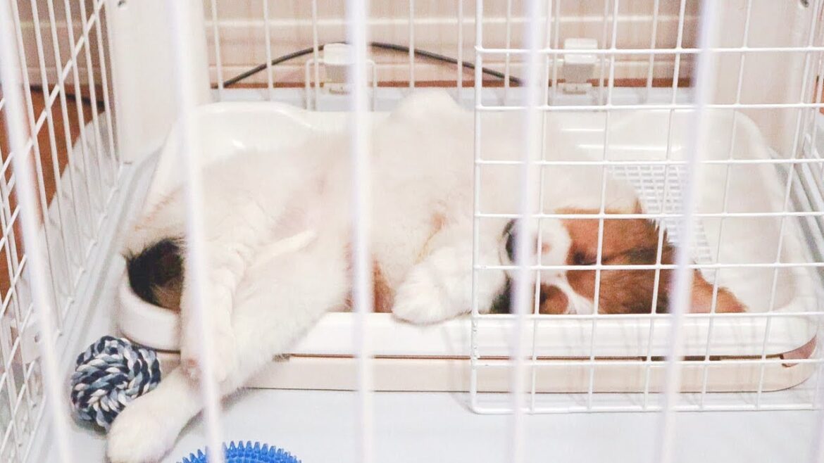 どこでも寝ちゃう子犬のコーイケルホンディエ【シアン様寝相集】