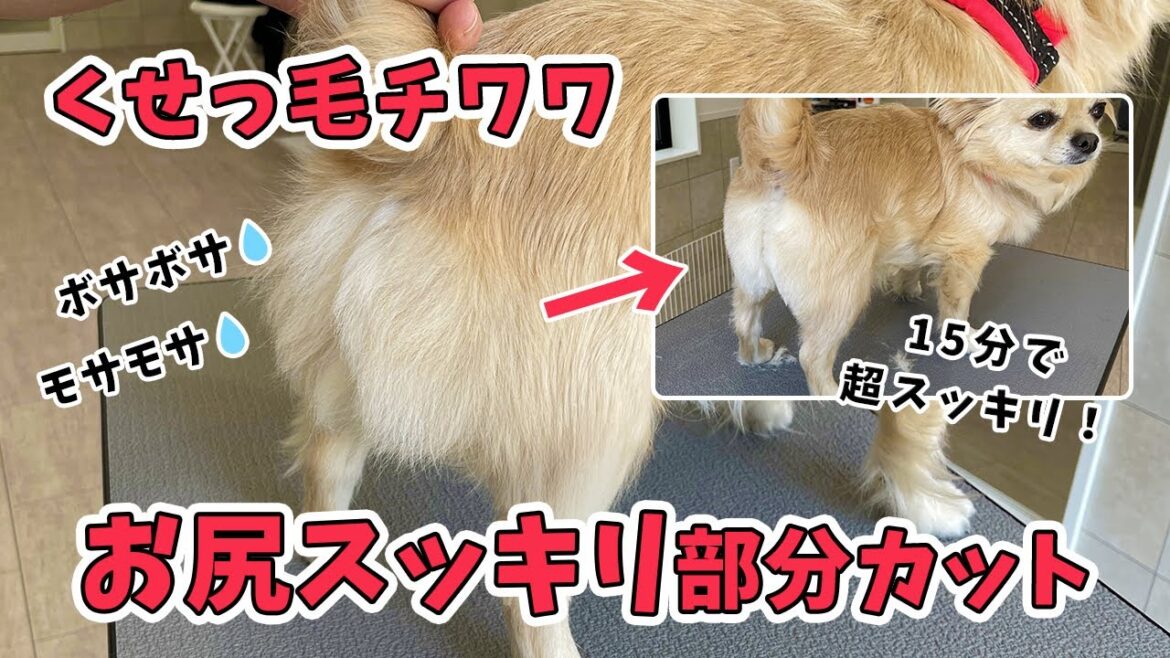 【チワワ】お尻スッキリ★部分カット動画【トリミングチャンネル】