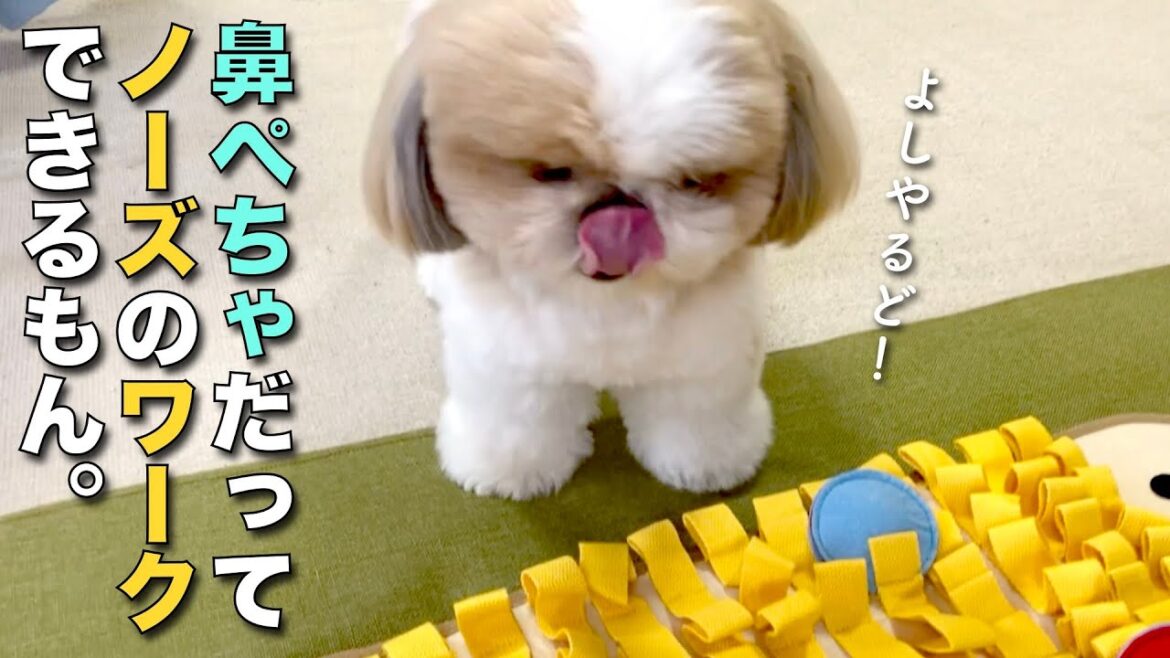 【シーズー】うちの可愛い鼻ぺちゃが、ノーズワークの楽しさを知りました w【162】
