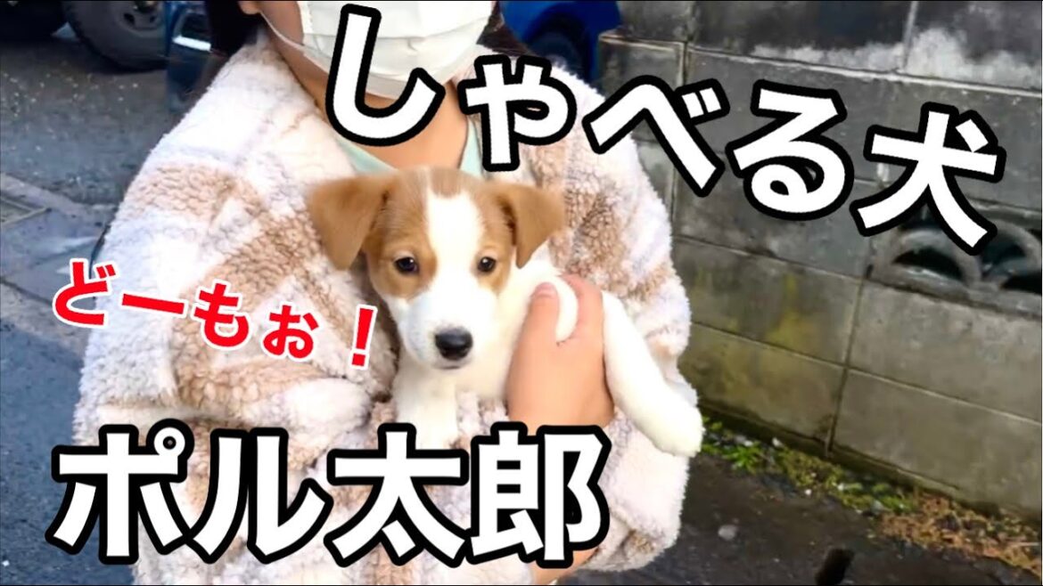 ポル太郎がやってきた！［しゃべる犬 ジャックラッセルテリア］