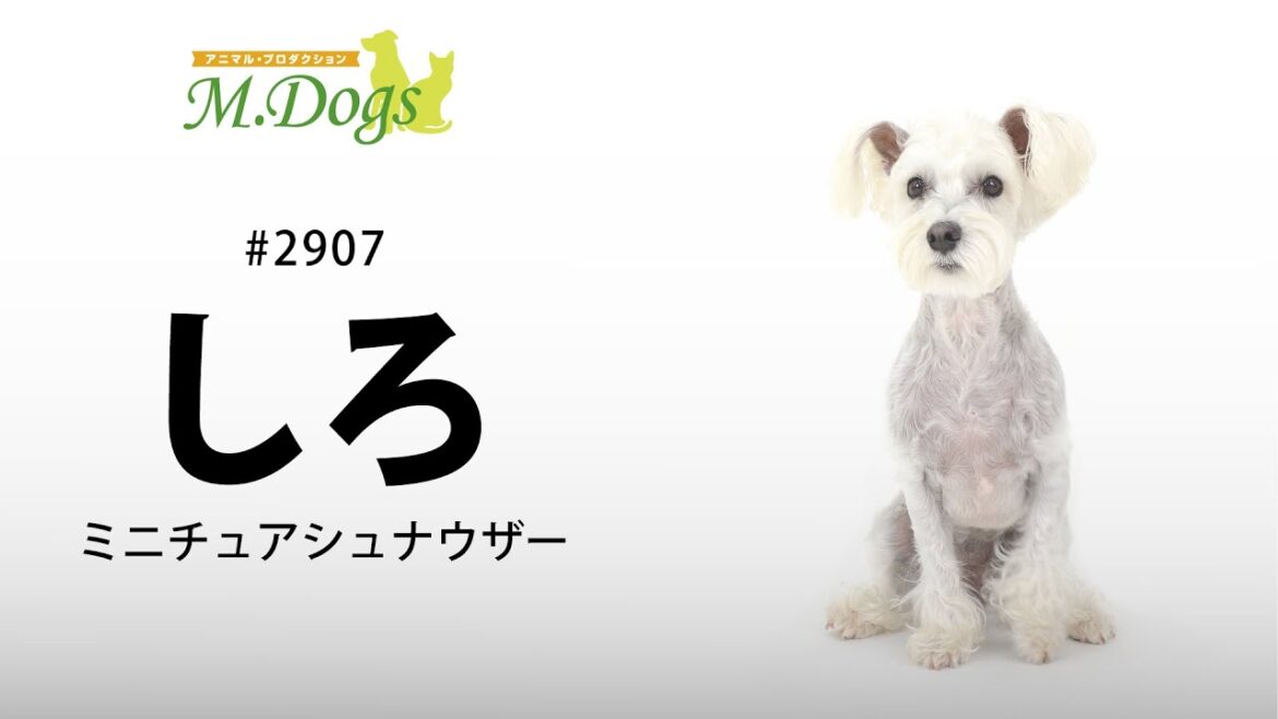 ペットモデル#2907 ミニチュアシュナウザー「しろ」②