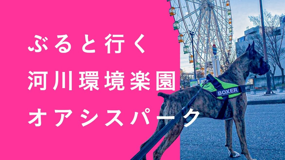 アクアトト、ボクサー犬とお散歩！