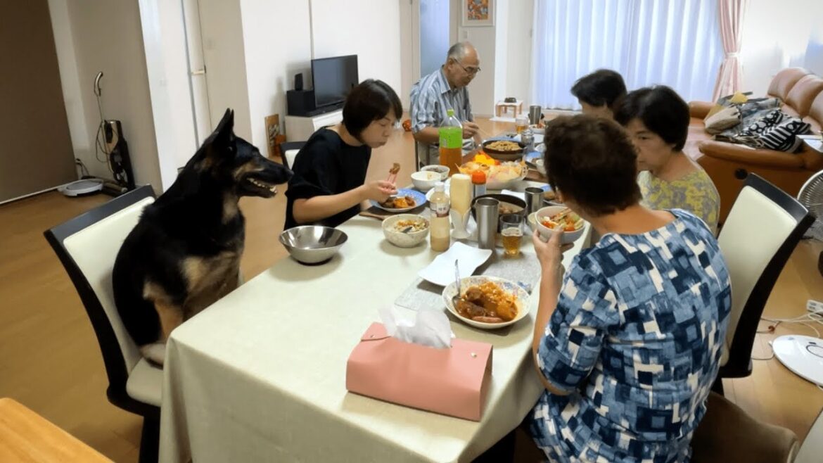 実家に来たお客さんをおもてなししてきました!【ジャーマンシェパード】 実家に来たお客さんをおもてなししてきました!【ジャーマンシェパード】