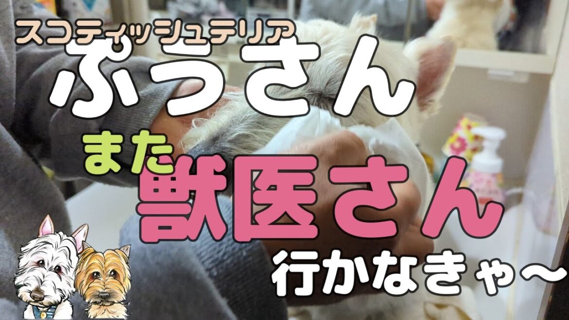 【スコティッシュテリア】　ぷうさん、目の下にできもの？