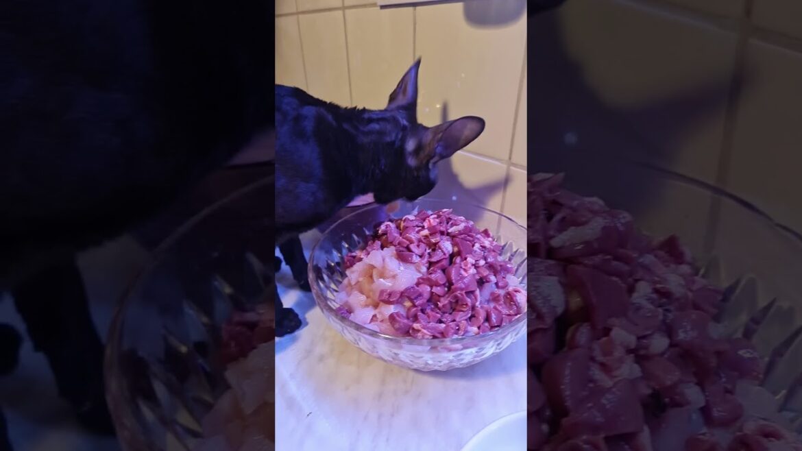 Cornish Rex Jazz,  helping Cat Mammi to do the right mix!!!