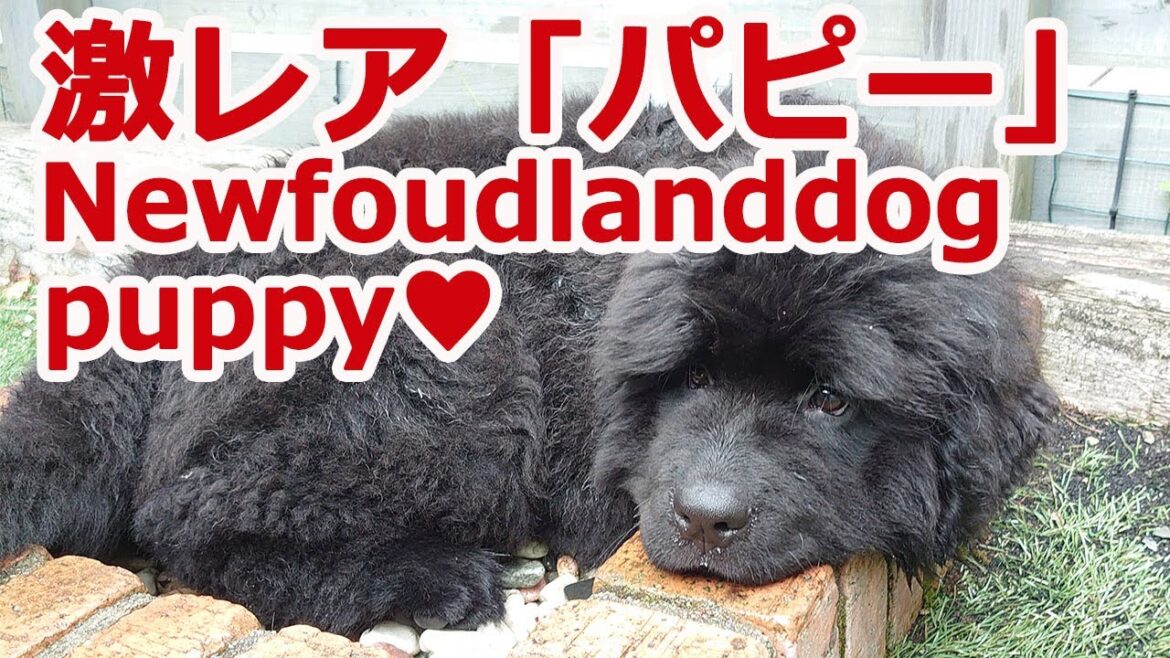ニューファンドランドのパピーちゃんに会いに行ってきました Newfoundlanddog's Puppy!!