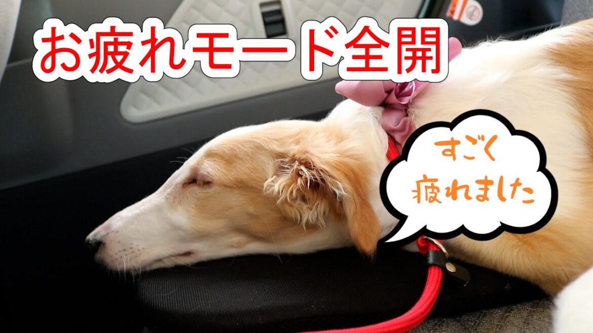 【ぐったりおつかれ】大型犬ボルゾイ、かわいい子犬にはまだお散歩は早かった？？