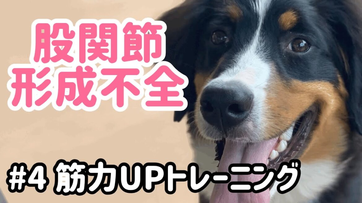 【股関節形成不全】バーニーズマウンテンドッグ  生後6ヶ月　筋力UPトレーニング　#4  【Bernese Mountain Dog】