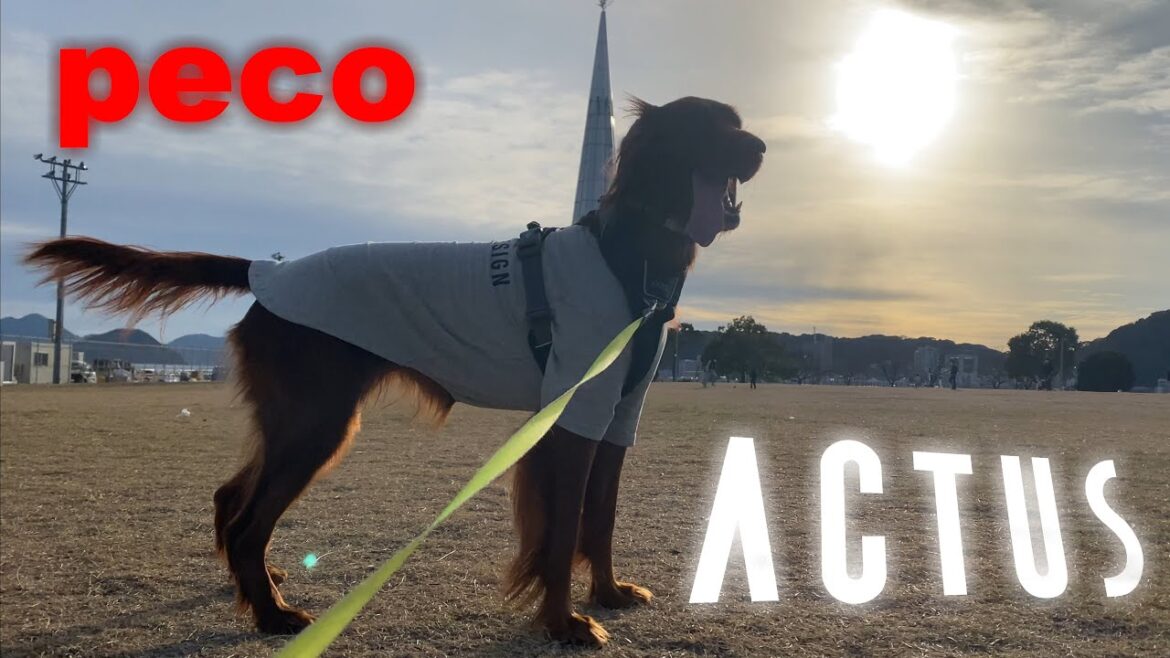 ACTUS  ‐Bayside Street‐ （peco）　アイリッシュセター（アイリッシュセッター）Irish Setor（Irish Setter）