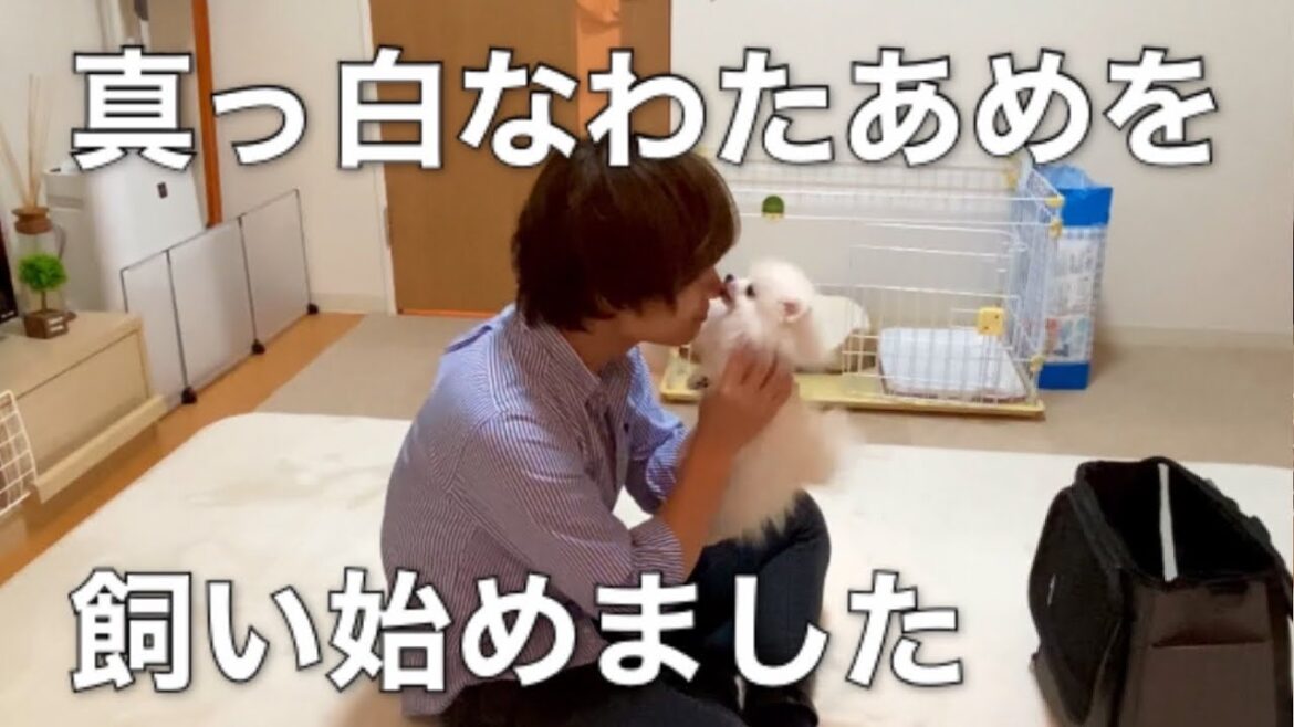 【初投稿】生後３ヶ月のポメラニアンの子犬をお迎えしました。【ポメラニアンの子犬とアラサー独身男性の日常】