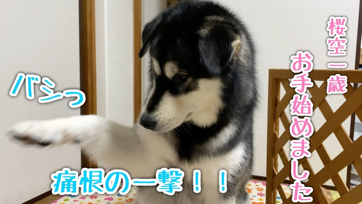 アラスカンマラミュート【桜空】1歳になったので『お手』始めました。