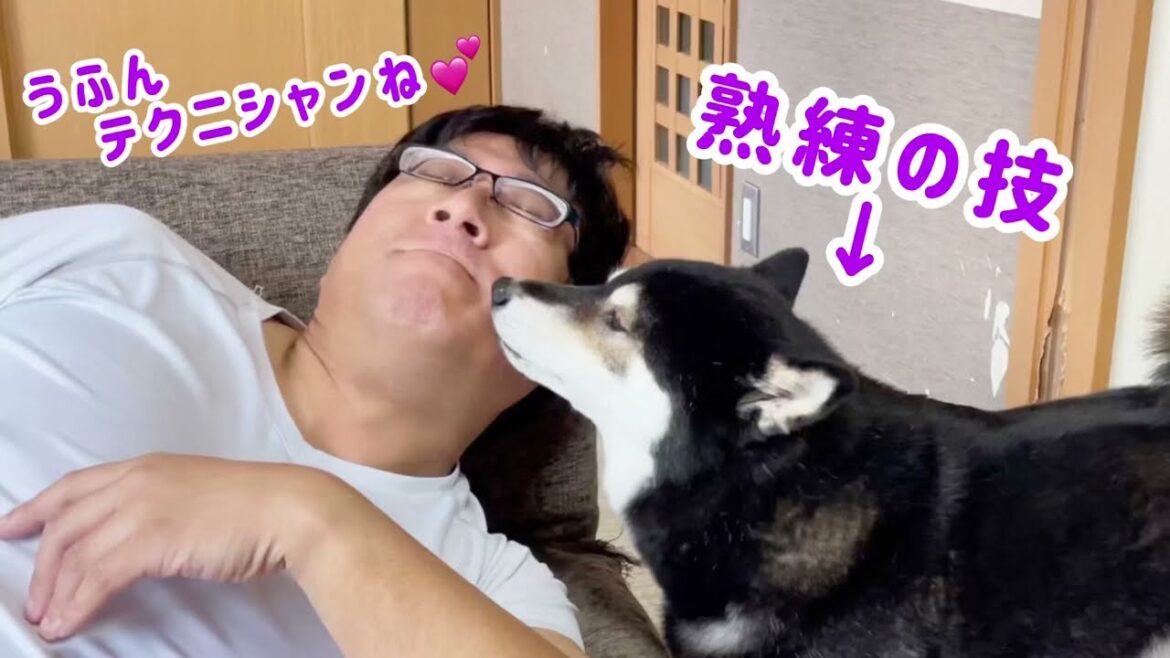 柴犬の熟練技に、おとーさんはメロメロ♪