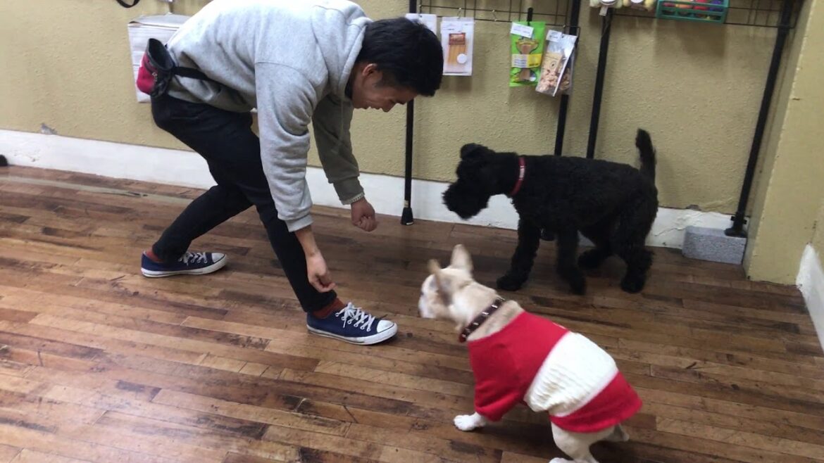 ケリーブルーテリアの”マーフィーくん”とフレンチブルドッグのプニくん”と人が離れてもその場で”まつ”練習！