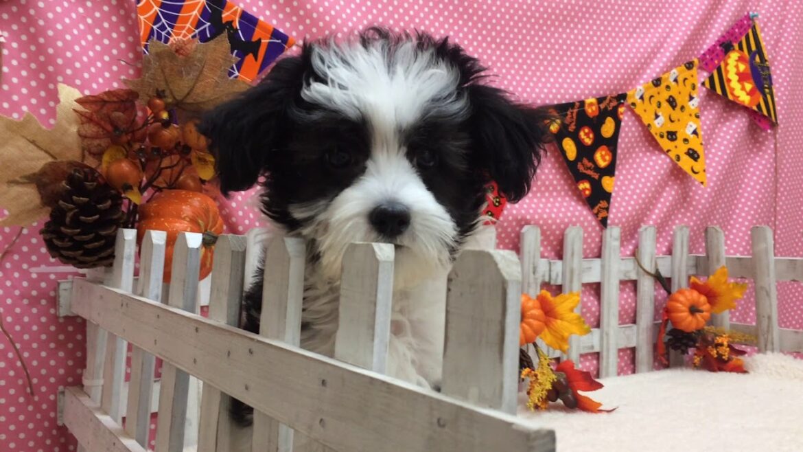 Coo&RIKU　No.353284　チャイニーズクレステッドドッグ