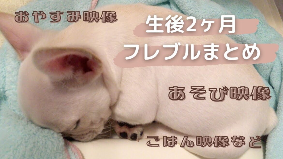 【生後2ヶ月】やんちゃ盛りのフレブルの赤ちゃんの遊び方が独特【パピー期】