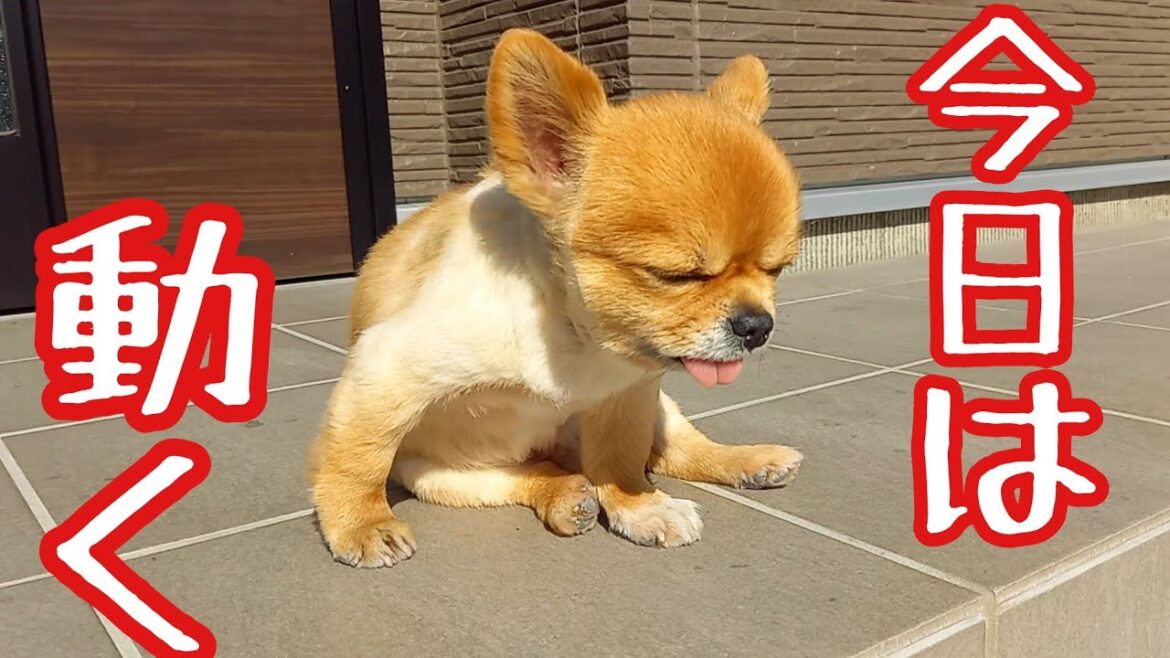 パグとチワワがお友達犬と田舎を満喫！畑？ミニジープ？