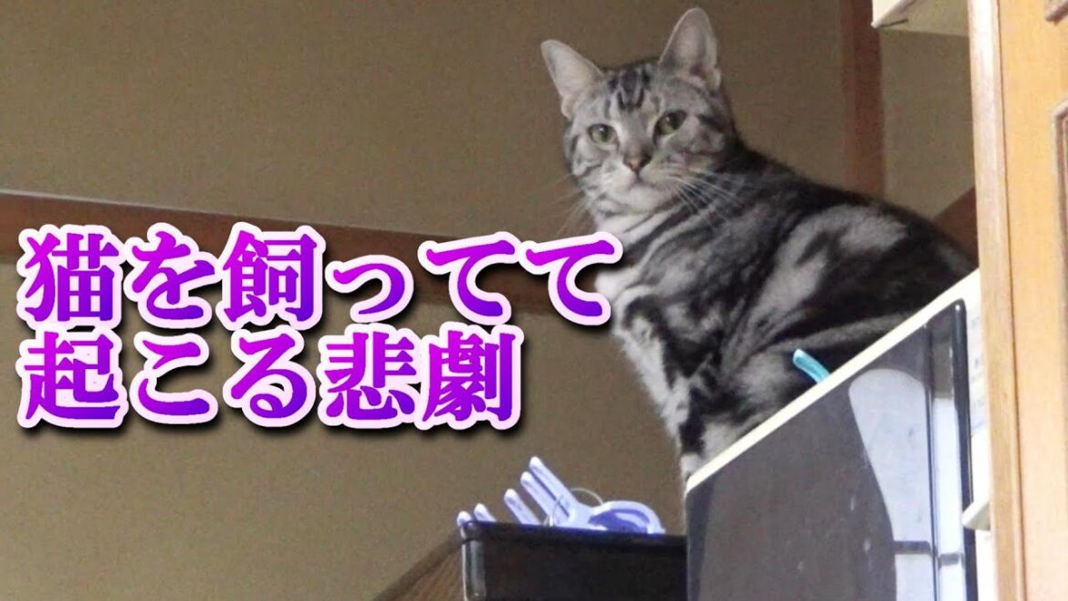 猫を飼ってて起こるアクシデント（アメリカンショートヘア）