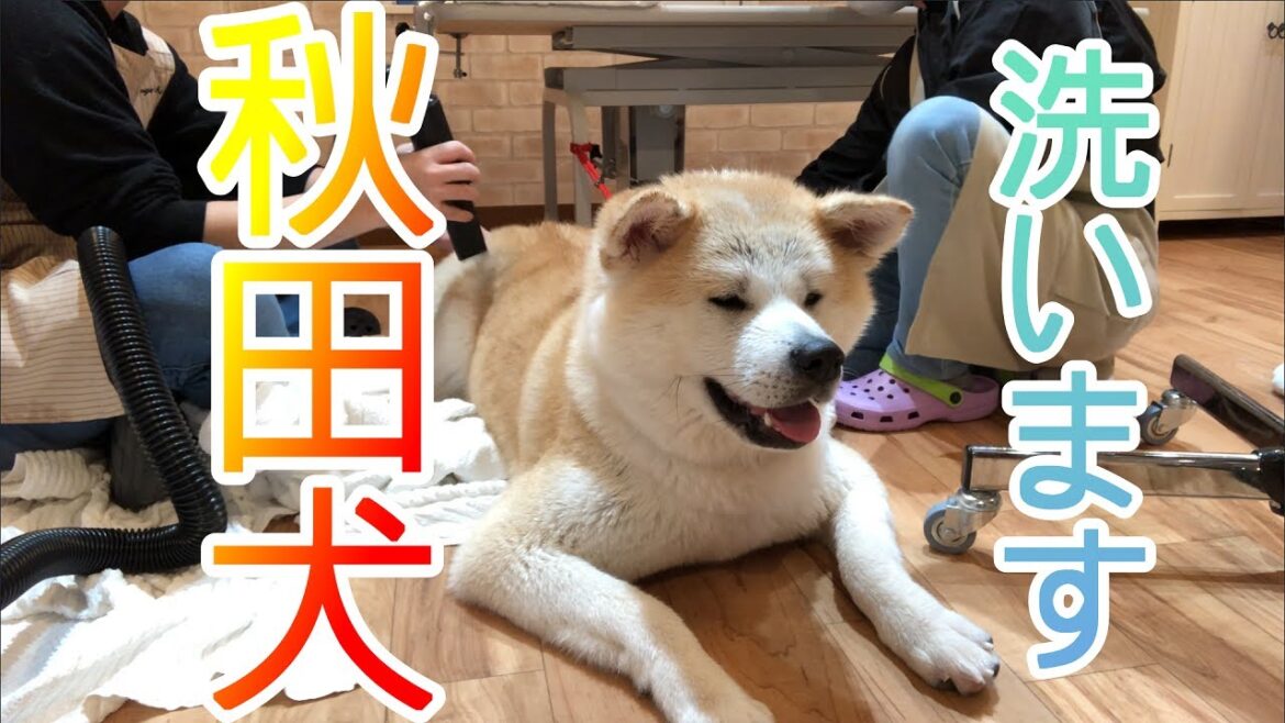 【秋田犬】シャンプーします【トリミングサロン】