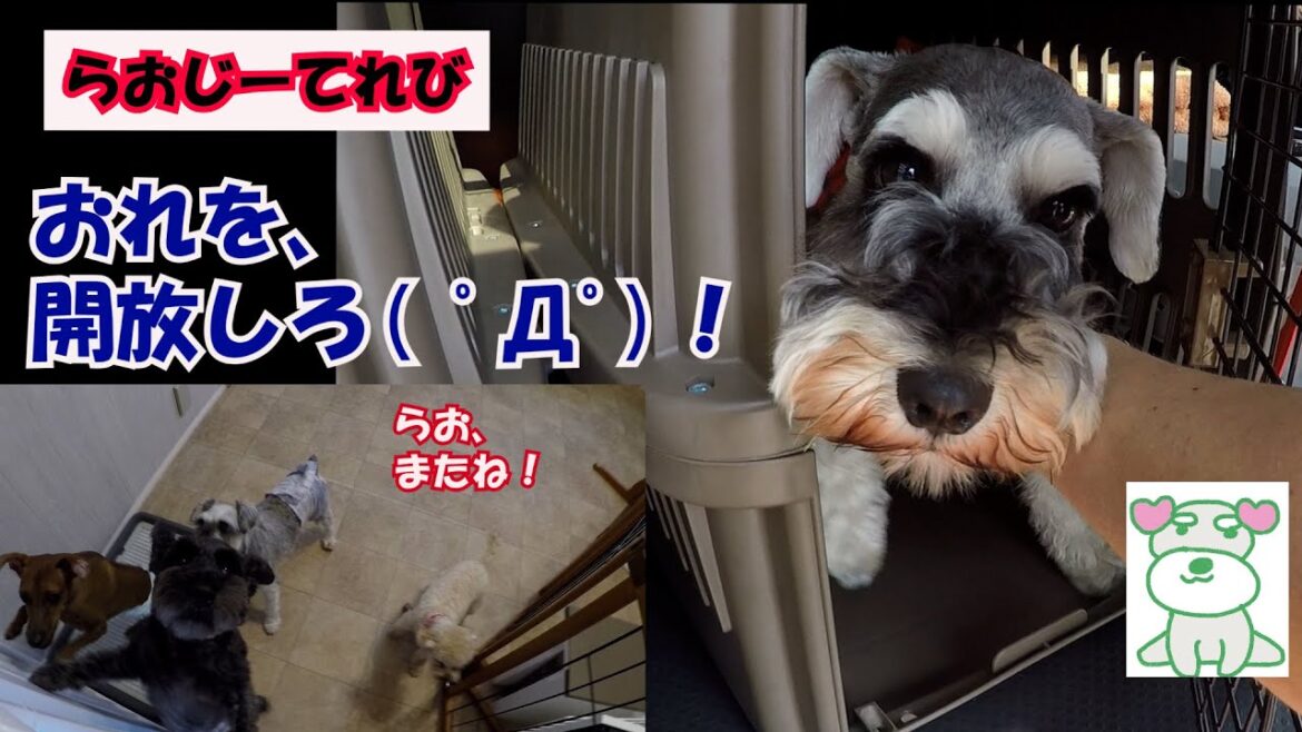 【犬と男一人の生活】ペットホテルとミニチュアシュナウザー、らおじーてれび