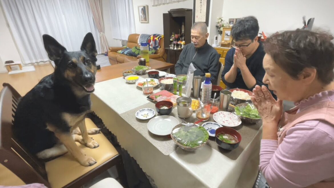 愛犬も一緒に手巻き寿司の日!【ジャーマンシェパード】 愛犬も一緒に手巻き寿司の日!【ジャーマンシェパード】