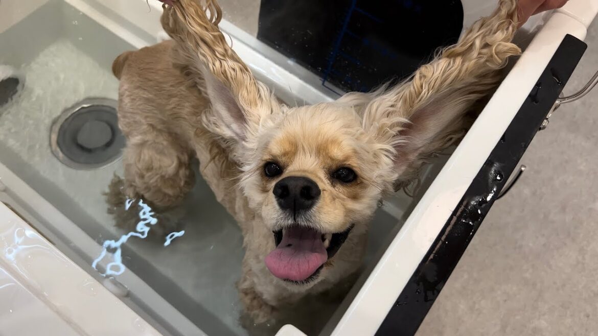 ぽてが行ける銭湯が近所にできました🐶【アメコカ】