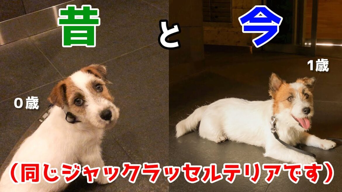 【検証】ジャックラッセルテリアの成長記録0歳～もうすぐ1歳