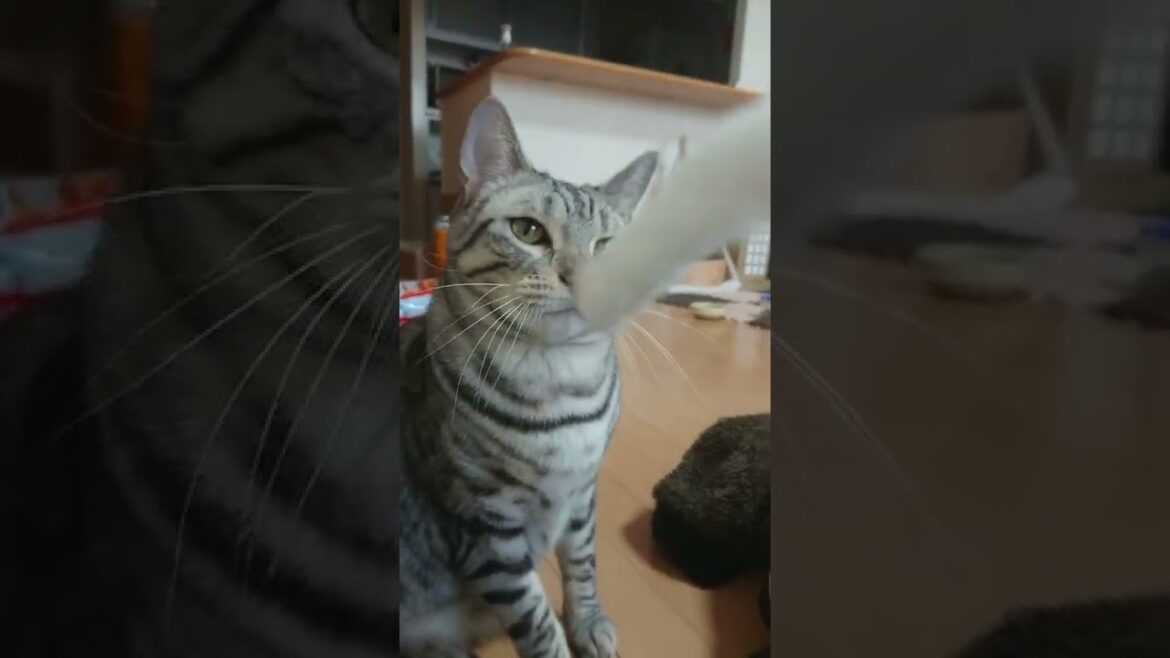 飼い主と遊んでくれるベンガル猫のあめ 飼い主と遊んでくれるベンガル猫のあめ