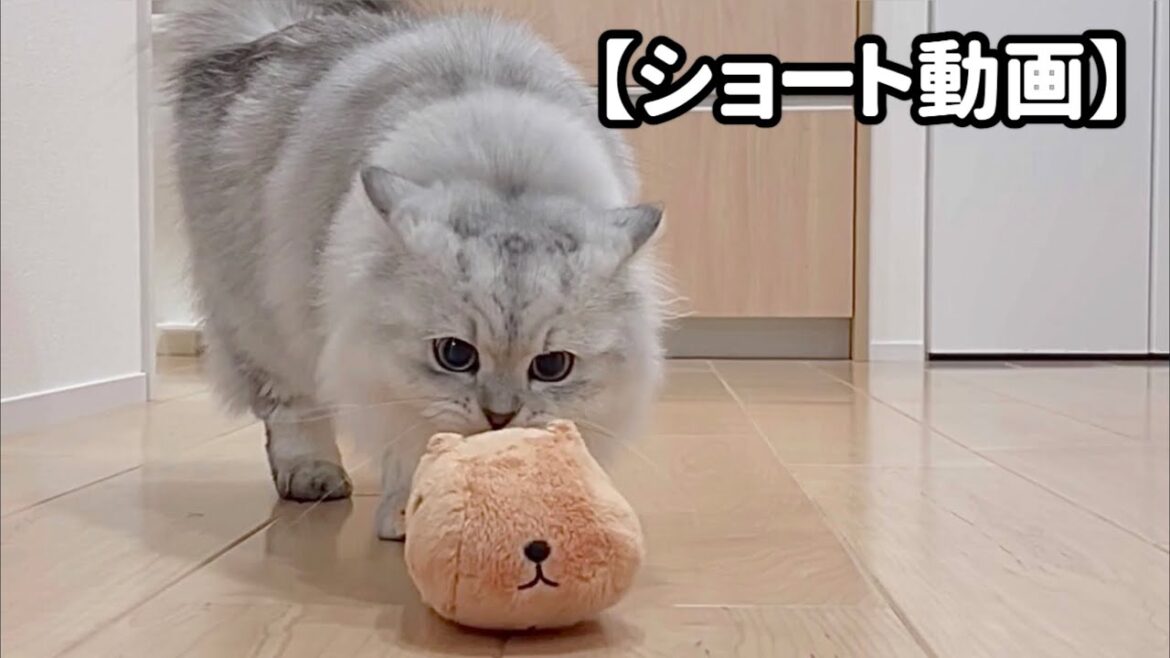 カピバラさんを押す子猫【サイベリアン】 #Shorts