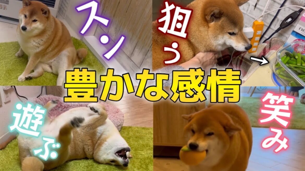 【百面相】この柴犬、自己主張と感情表現が激しすぎる