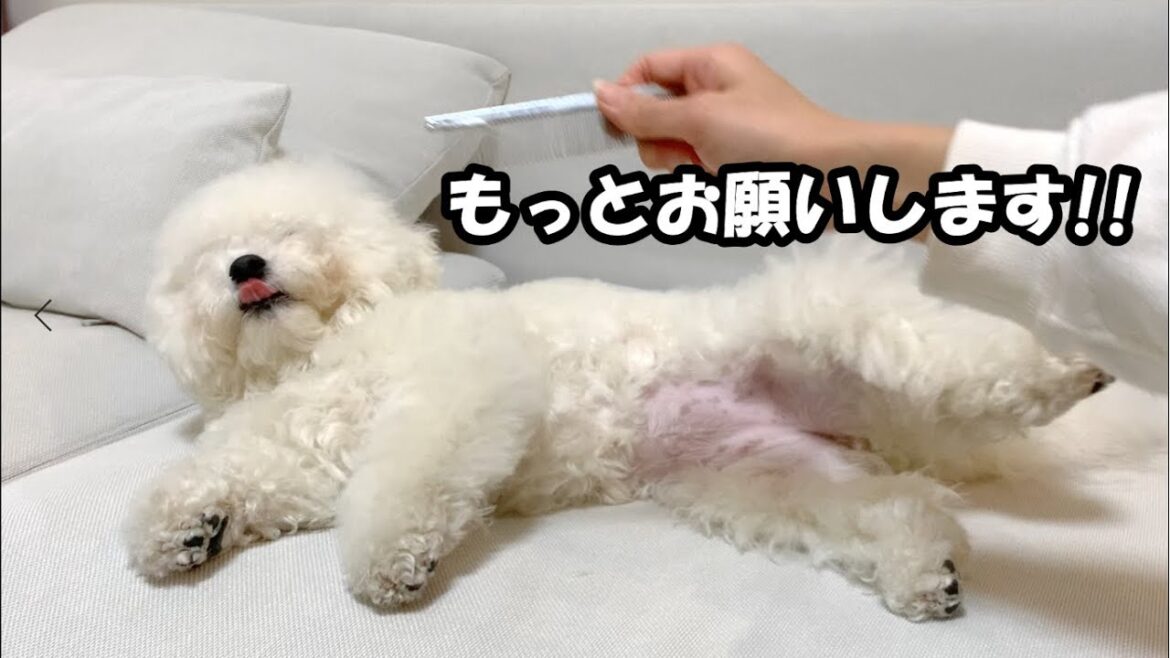 ブラッシングが気持ち良くておねだりする犬【ナイトルーティン】【ビションフリーゼ비숑프리제】 ブラッシングが気持ち良くておねだりする犬【ナイトルーティン】【ビションフリーゼ비숑프리제】