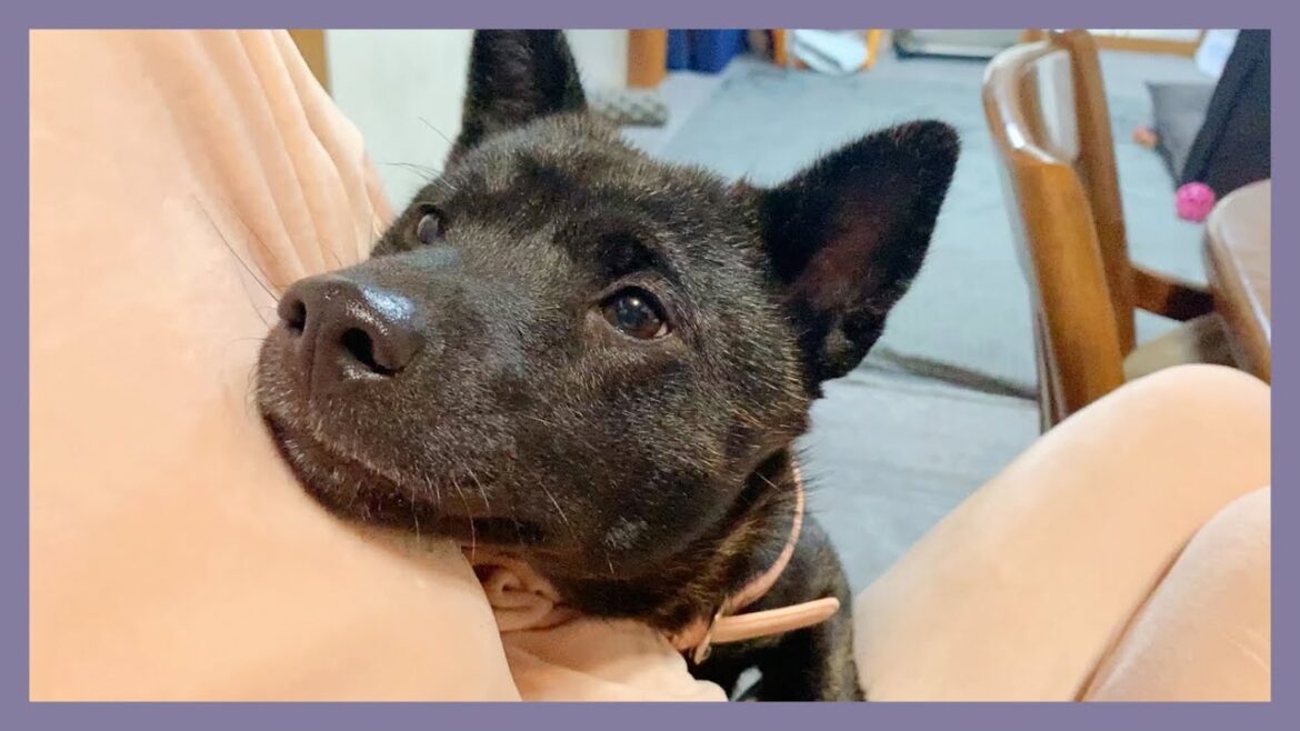 【甲斐犬】飼い主がイスに座ってると立ち上がって甘えてくる子犬が可愛すぎる〜！