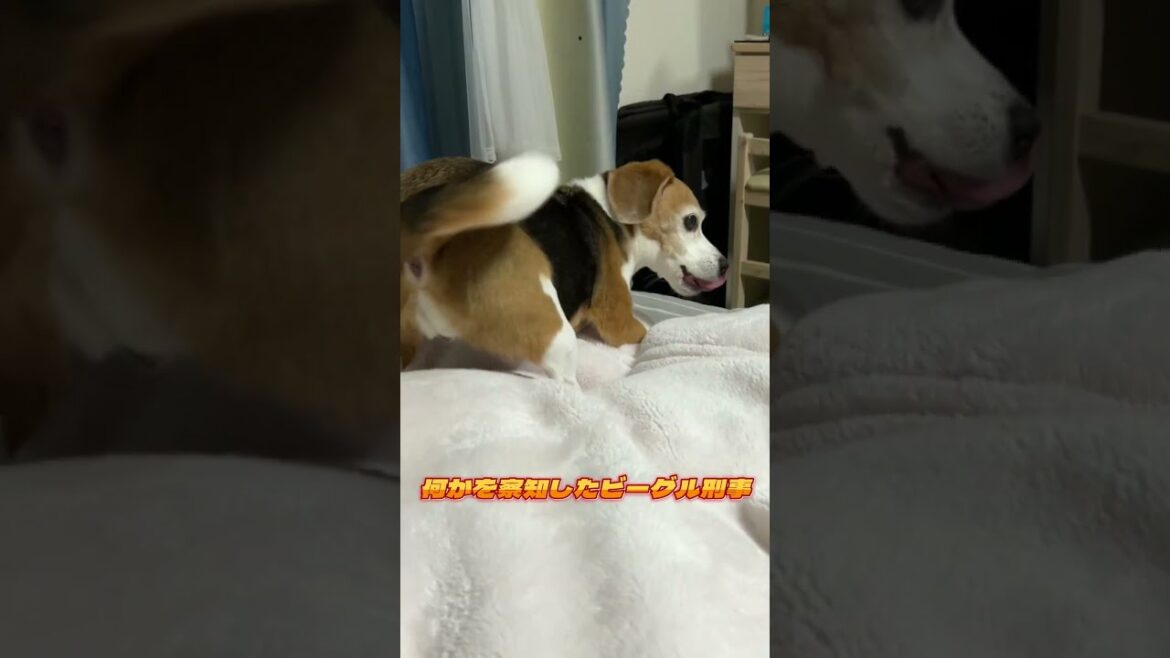 【ビーグル刑事】何かを察知したビーグル刑事。【Beagle Dog】