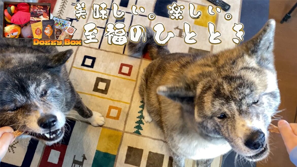 虎毛秋田犬秋馬とお菊のボーナスタイム♪美味しい！楽しい！至福の時間【akita dog】