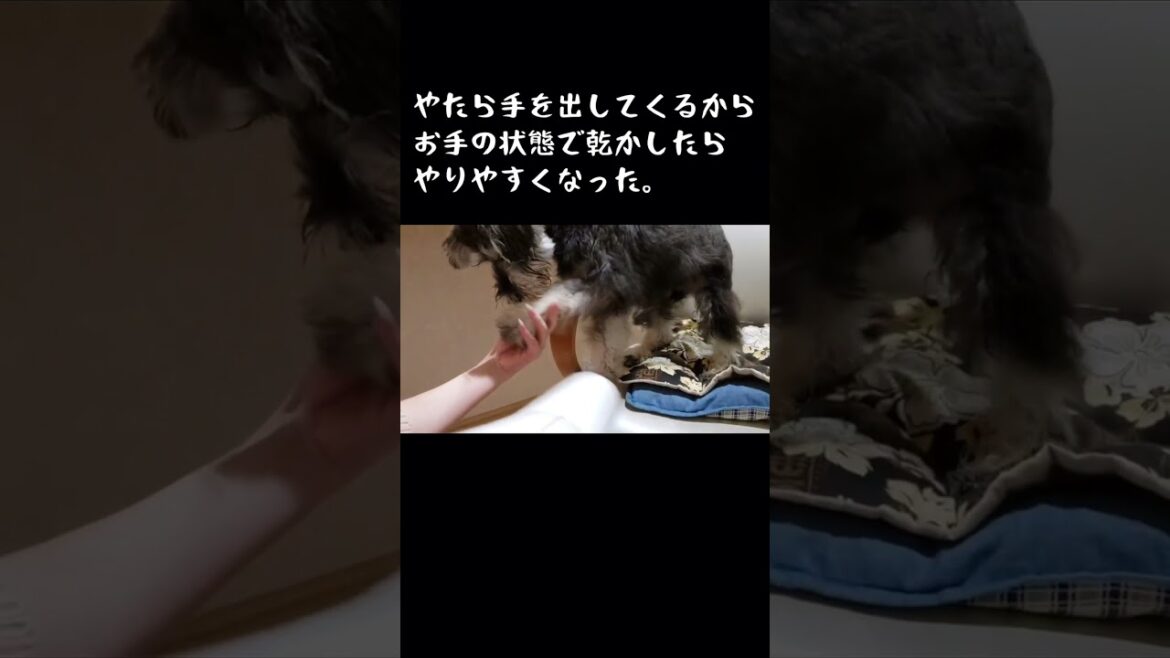 散歩後のドライヤー姿がかわいい/ミニチュアシュナウザー