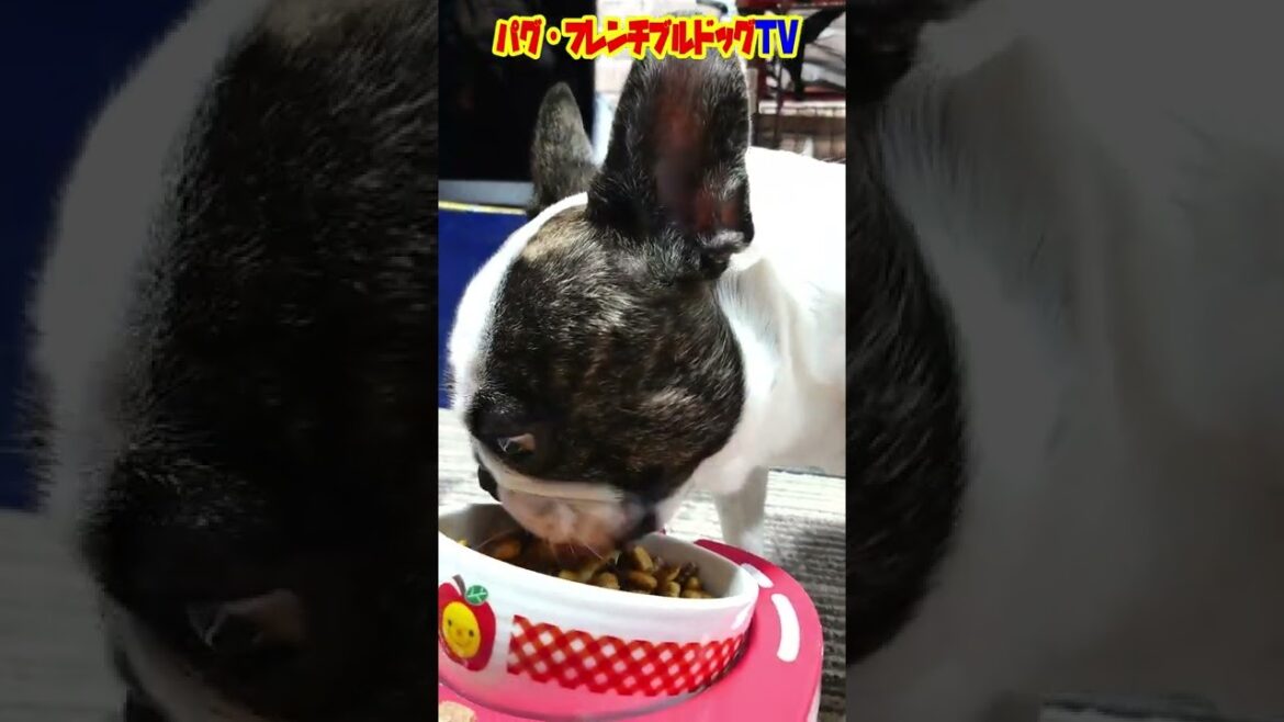 やっぱり犬は食いしん坊がいいね！　フレンチブルドッグ『ぶーちゃん日記』