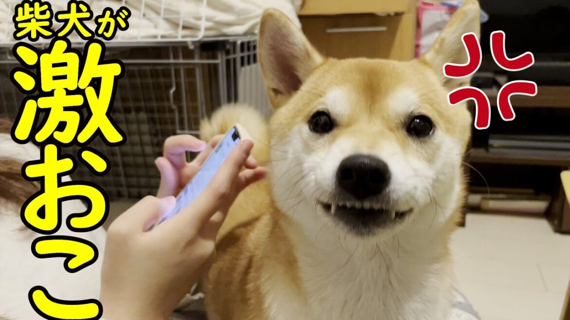 【かわいい】柴犬が怒った理由が可愛過ぎて面白い