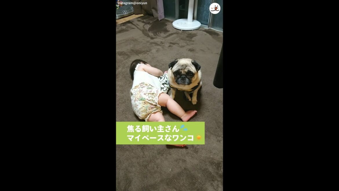 1時間かけ、ようやく眠ってくれた赤ちゃん → そこへマイペースなワンコがやって来て…(/ω・＼)