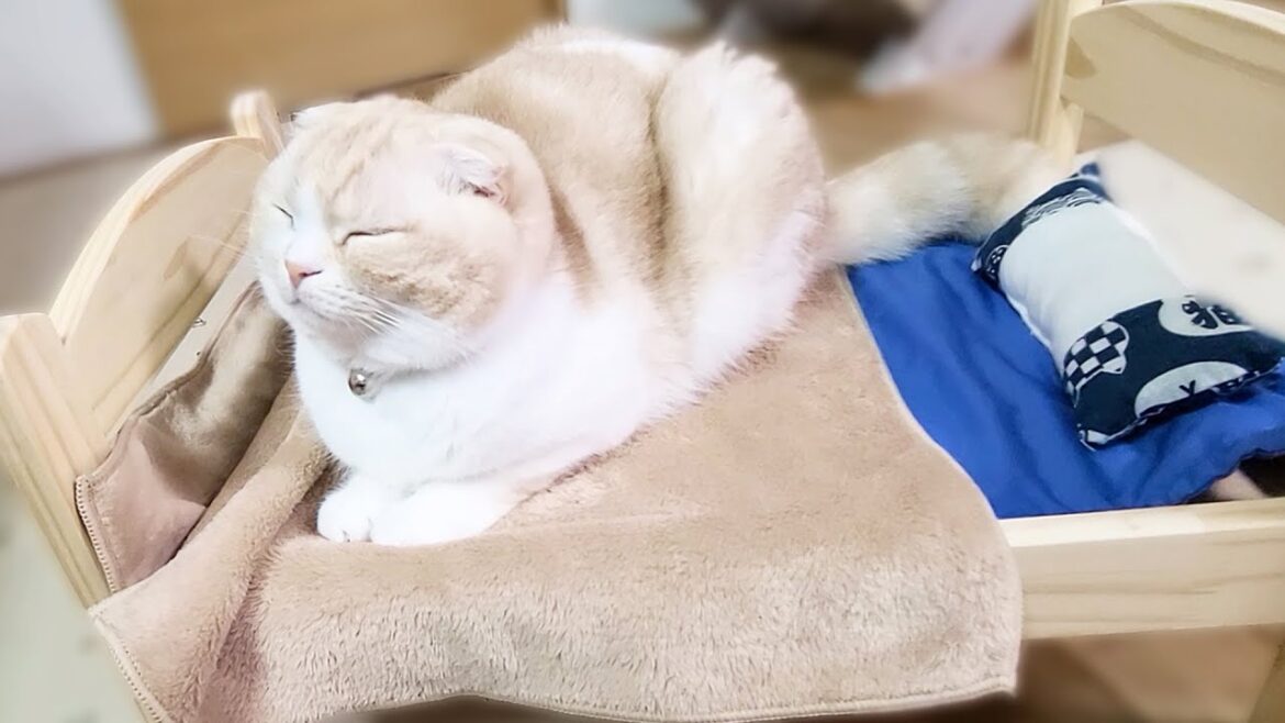お昼寝好きな子猫にベッドをプレゼントしたら大変なことに...