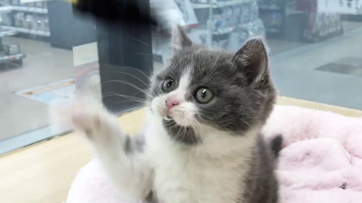 【 ブリティッシュショートヘアー 】げんきいっぱい男の子♪【 子猫 】