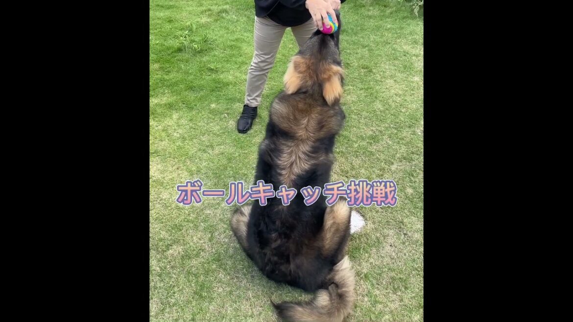 【超大型犬】ショート ボールキャッチ挑戦 Leonberger　レオンベルガー ＃Shorts