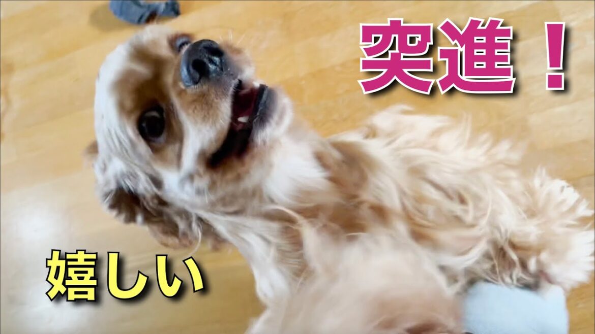 可愛い犬コッカーが喜びすぎるとこうなります！