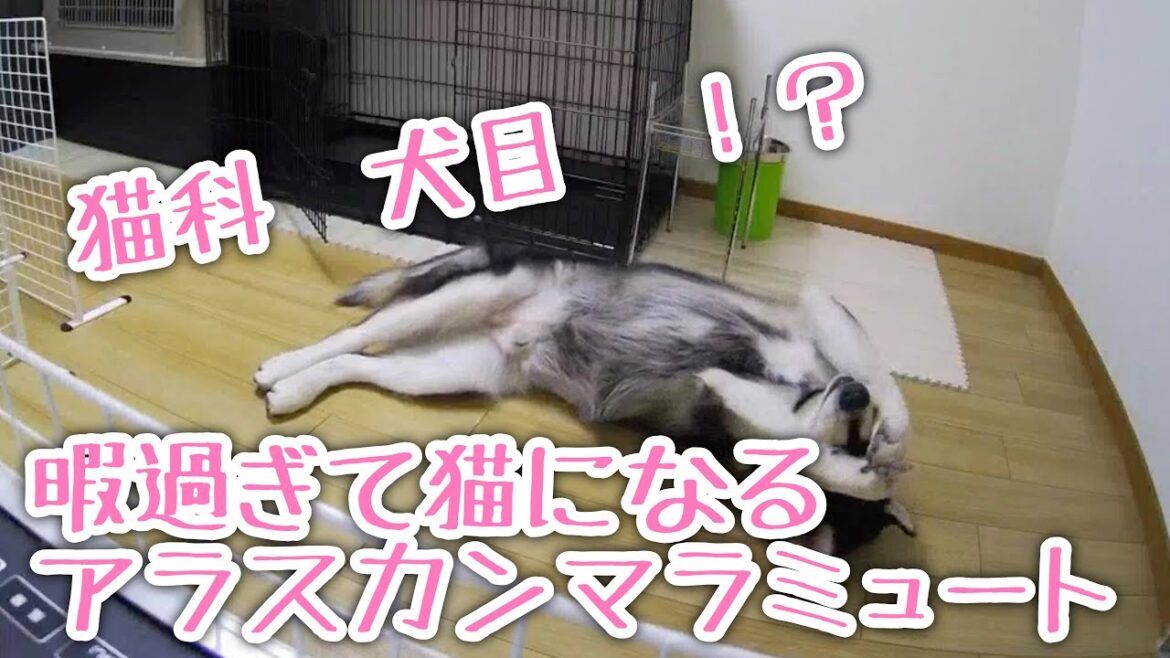 【お留守番】暇すぎて猫になるアラスカンマラミュート